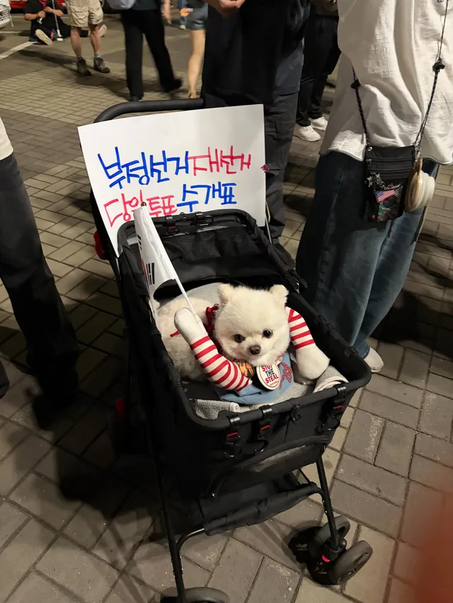 퇴근하자마자 광주에서 후다닥

애국멍 
여기 강아지들 넘 귀엽당