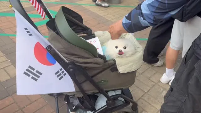 보수는 동물을 사랑하는 사람들이 많은가봐!♥️

애국견들 사진 올려주라 🐶🇰🇷🇺🇸
