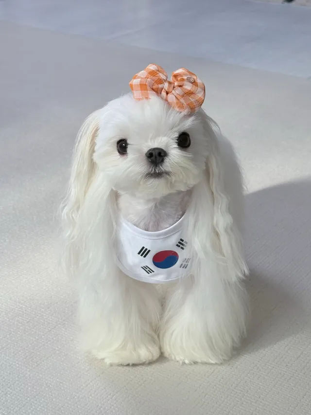 올공 기다려! 애국 강아지 릴리도 출발이야~ 🇰🇷🇱🇷❤️