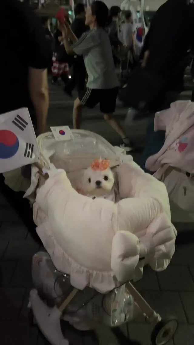 동물학대니 뭐니 헛소리좀 집어치워!
내강아지 내가 제일 잘알고 내가 제일 아끼고 사랑한다.
개모차에서는 못자고 안눕던 릴리가
올공 나가서 애국 