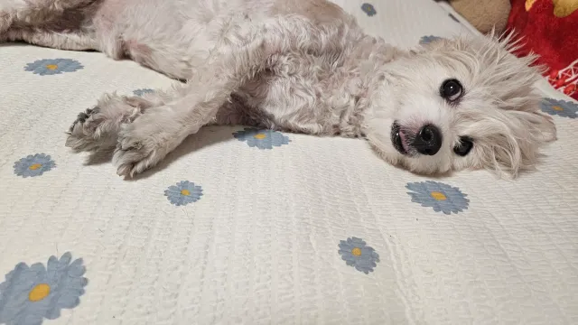 올공 다녀오고 정신을 모차림🐶🇰🇷
ㅋㅋㅋㅋㅋㅋㅋ미아내