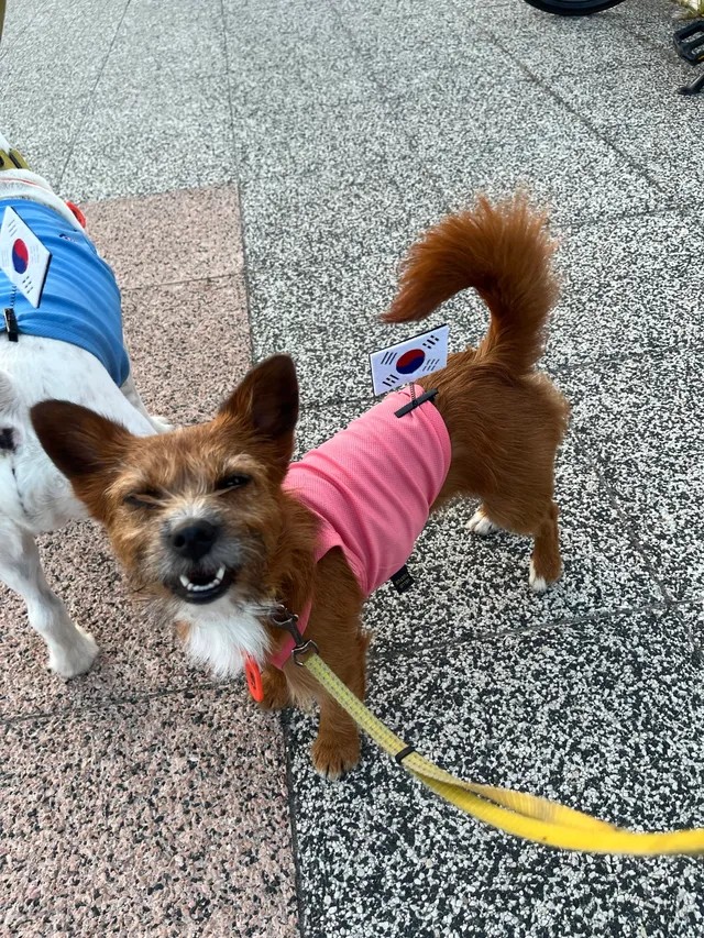 이번 주도 형아랑 애국하고 와따 !! 🐶🔥🇰🇷