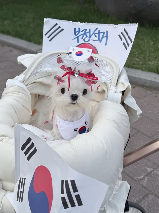 애국 강아지 릴리 올공 도착!!