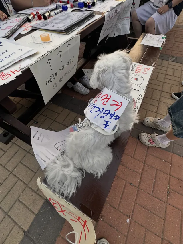 진짜 어르신분들 어린아이 그리고 귀여운 가나디 고먐미
우리 세대까지 모두 아울러 한마음 한 뜻으로 올공에서 외치며 얼마나 나라를 지키고 싶을지.