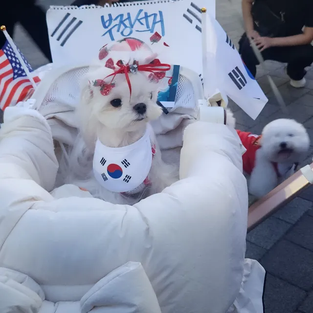 청년들의 음악회도 묘하거ㅣ 예쁜 강아지도 재선거 구호도 글귀도 잘 보고 잘 듣고 왔습니다 ,
글중에 " 당신의 무관심이 저들의 무기가 되었습니다