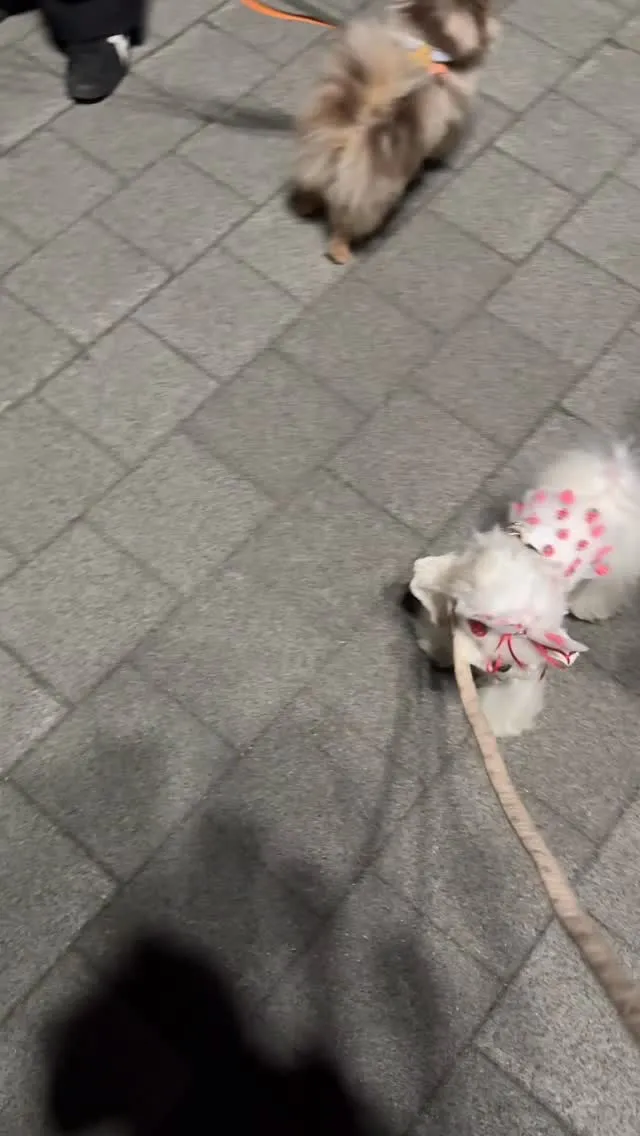 애국 가나디 릴리 집도착했어..
아니 근데 올공을 맨발로 돌아다닌것도 아닌데
나만 왜 발바닥이 더럽고 새까맣지…
릴리는 오늘도 기절..
새벽까지
