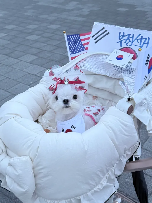 애국 가나디 릴리 집도착했어..
아니 근데 올공을 맨발로 돌아다닌것도 아닌데
나만 왜 발바닥이 더럽고 새까맣지…
릴리는 오늘도 기절..
새벽까지