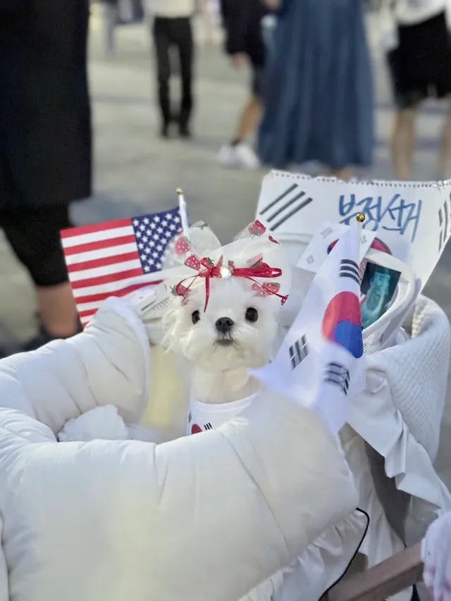 애국 가나디 릴리 집도착했어..
아니 근데 올공을 맨발로 돌아다닌것도 아닌데
나만 왜 발바닥이 더럽고 새까맣지…
릴리는 오늘도 기절..
새벽까지