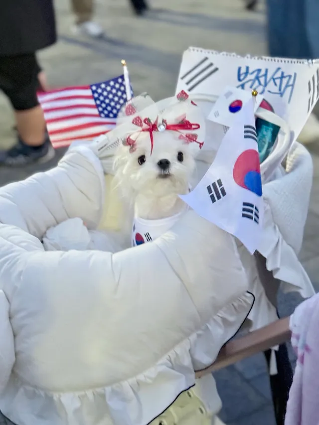 애국 가나디 릴리 집도착했어..
아니 근데 올공을 맨발로 돌아다닌것도 아닌데
나만 왜 발바닥이 더럽고 새까맣지…
릴리는 오늘도 기절..
새벽까지
