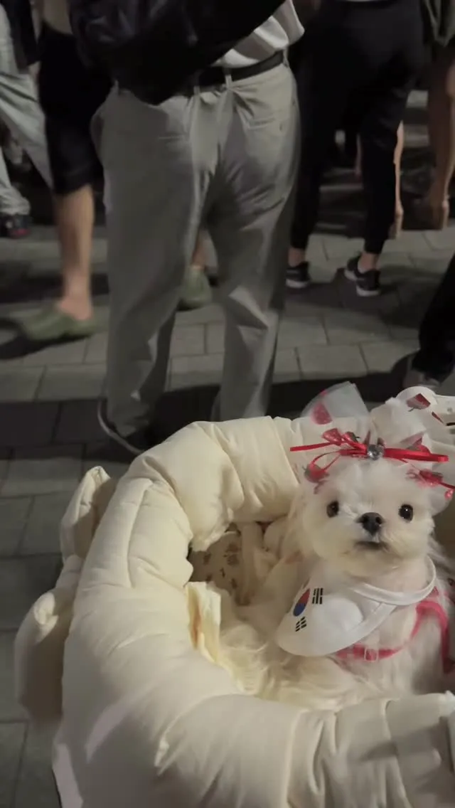 애국 가나디 릴리 집도착했어..
아니 근데 올공을 맨발로 돌아다닌것도 아닌데
나만 왜 발바닥이 더럽고 새까맣지…
릴리는 오늘도 기절..
새벽까지