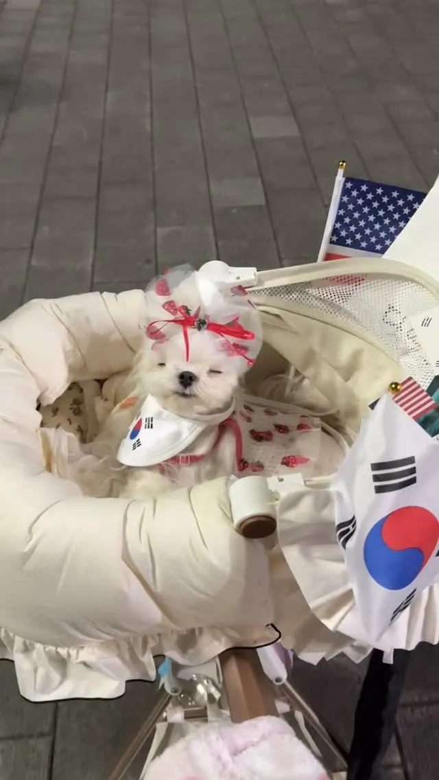 애국 가나디 릴리 집도착했어..
아니 근데 올공을 맨발로 돌아다닌것도 아닌데
나만 왜 발바닥이 더럽고 새까맣지…
릴리는 오늘도 기절..
새벽까지