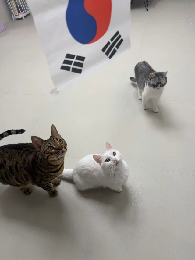 🐶 애국 멈머들은  많지만
🐱애국 고영희 들이 없는 이유는
밖에 못 나가기 때문이다 ㅠㅡㅠ

집에서도 애국하고 있는
고영희들 손 🖐️~~~