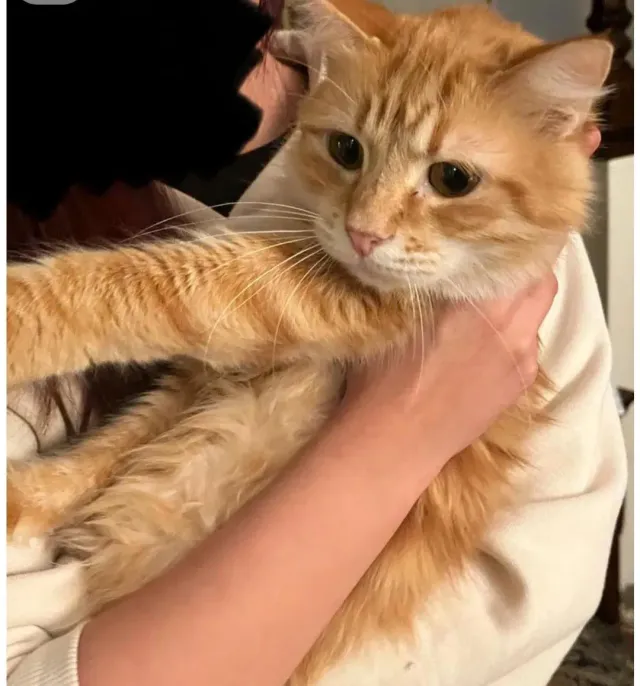 #Барон..🐈💞