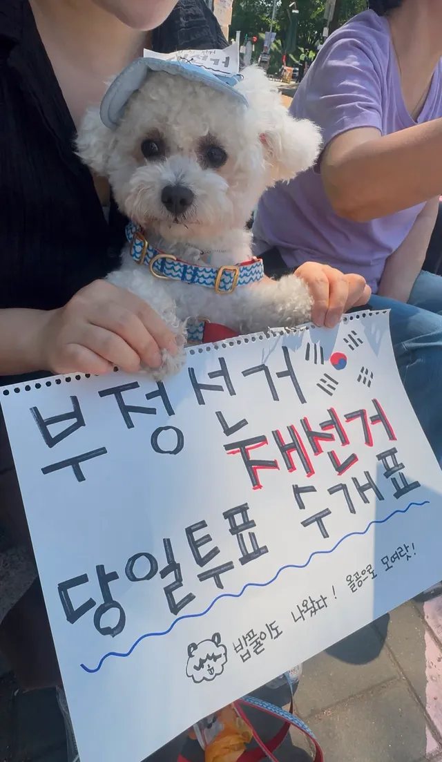 애국견 밥풀이랑 🇰🇷
동생들이랑 출근전 올공