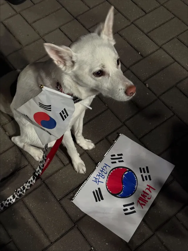 뽀구도 !! 🇰🇷
#부정투표 #재투표