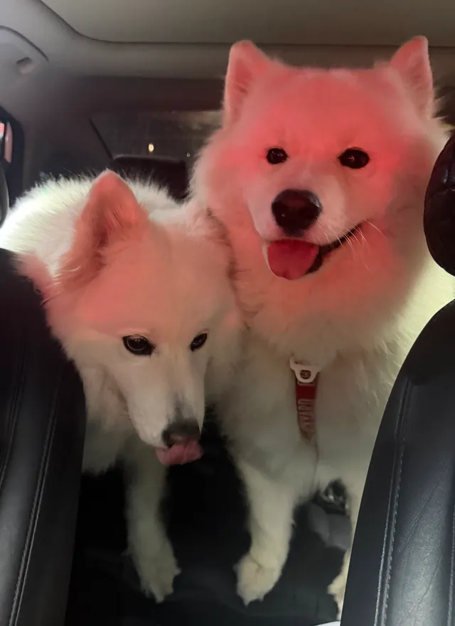 타비꾸 산책하려고 올공가는 중🚘