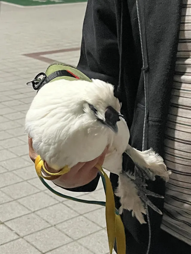 올공에 닭도 나오는데 하하 
이름은 르꼬끄래