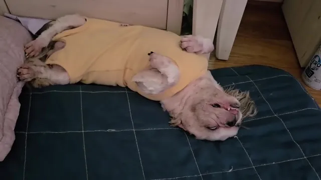 오늘 하루만 올공 쉬겠습니다.

엄마도 지쳤지만 3둥이가 다 숨어서 기절했네요(숨어서 자는 김징가,김밤톨은 영상도 없어요ㅠㅠ)