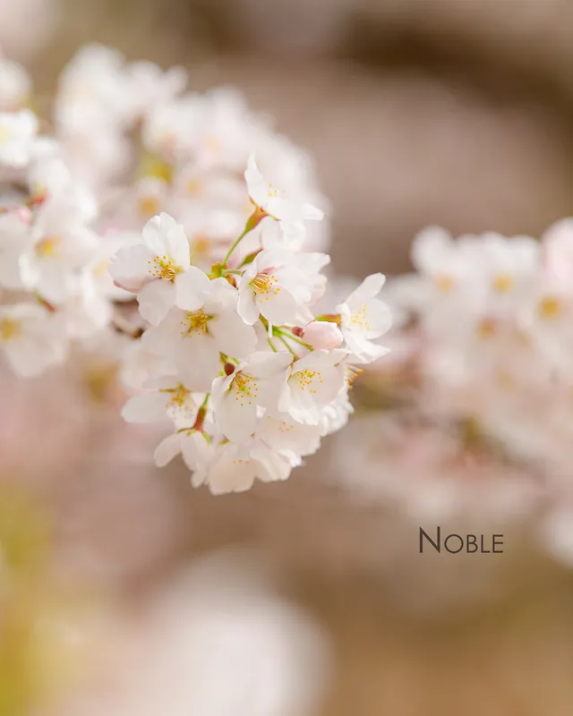 올림픽공원의 연주

Using Nikon D850 with AF-S Nikkor 70-200mm FL ED F2.8

#노블 #noble #ni