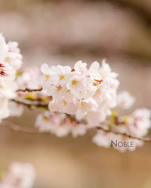 올림픽공원의 연주

Using Nikon D850 with AF-S Nikkor 70-200mm FL ED F2.8

#노블 #noble #ni