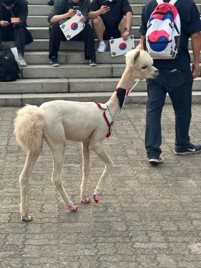 잠실에는 알파카도 있습니다