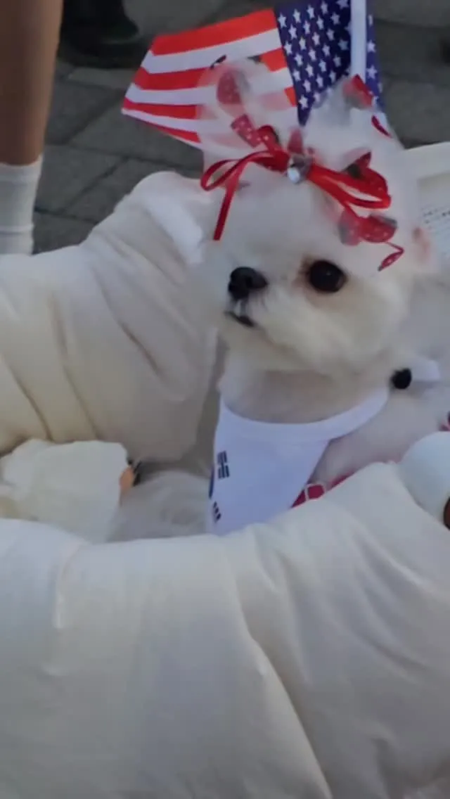 너무 예쁜 강아지도 민주화운동 동참! 기특해라. 곧 좋은 날 온다, 오늘도 가보자! 난 정치를 모르지만 여야를 떠나 부정선거는 잘못됐다 나와 같