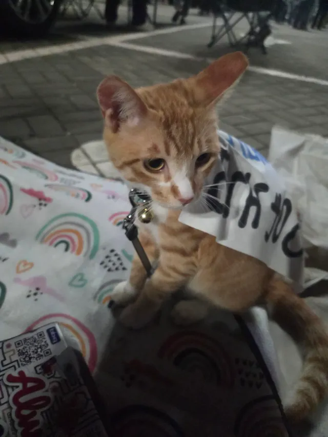 올공온 애국냥이 고롱