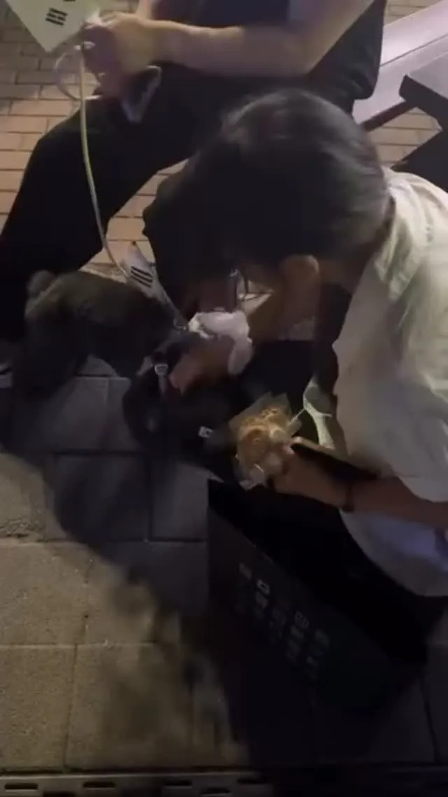 어찌저찌 어제두 잘 다녀왔네요
저번과다르게 모든 봉사자 부스에 쿠키
드리고와서 맘이 편했습니다 ㅎ.ㅎ 
내향인존도 다녀왔는데 조명도..친절한 내