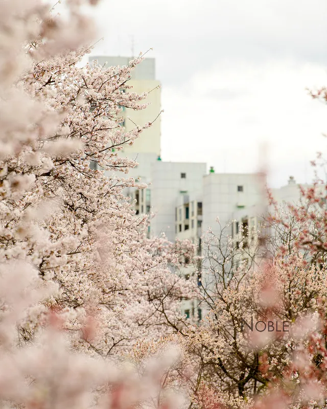 올림픽공원의 연주

Using Nikon D850 with AF-S Nikkor 70-200mm FL ED F2.8

#노블 #noble #ni