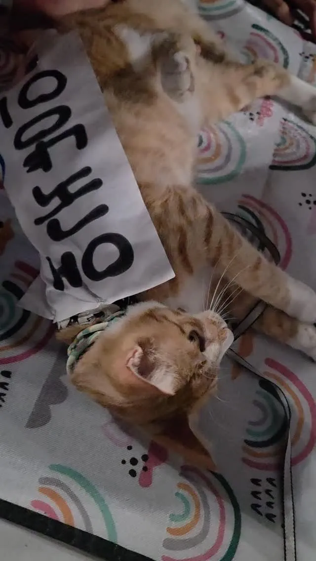 잠실민주화운동 올공 멸공 애국냥이 고롱이!! 
애국하고 무사히 귀가 하였습니다. 
많이들 이뻐해 주셔서 감사합니다!!!