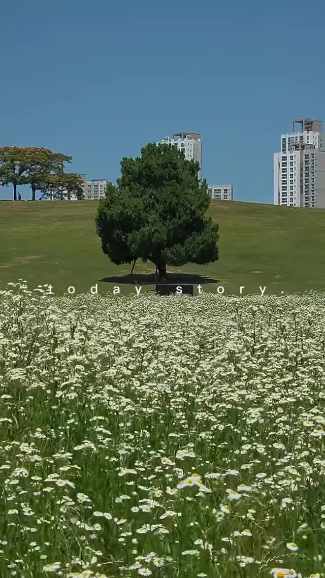 이제 올림픽공원 들꽃마루 양귀비는 완전 끝물 구경 안가셔도 되요❌️❌️❌️ 대신 더 예쁜곳은 여기! 현재 나홀로나무는 앞에 샤데이지꽃이 예쁘게 