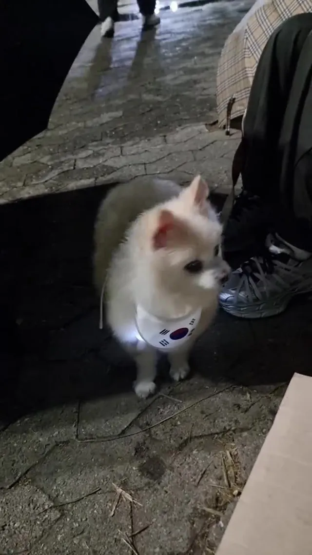 [실시간] 올림픽공원 22:56
애국멍 ~🇰🇷🐶 비가와도 엄빠 따라서 
외치러 나왔습니다!!
파스 필요하신분(?) 강아지 간식 필요하신분~