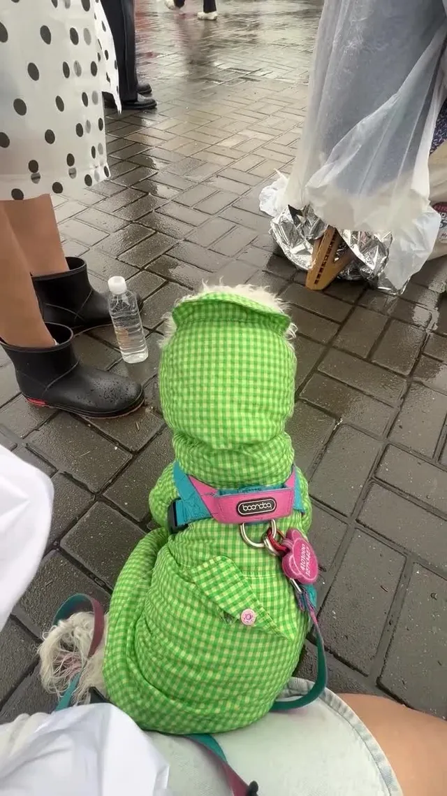 비내리는 토요일 오전시간에 울려퍼지는 애국가가 가나디의 마음을 불태운다🔥 오늘은 나 상남자 애국 가나디 8짤 생일이야 그래서 더 뭉클해🐶 나
