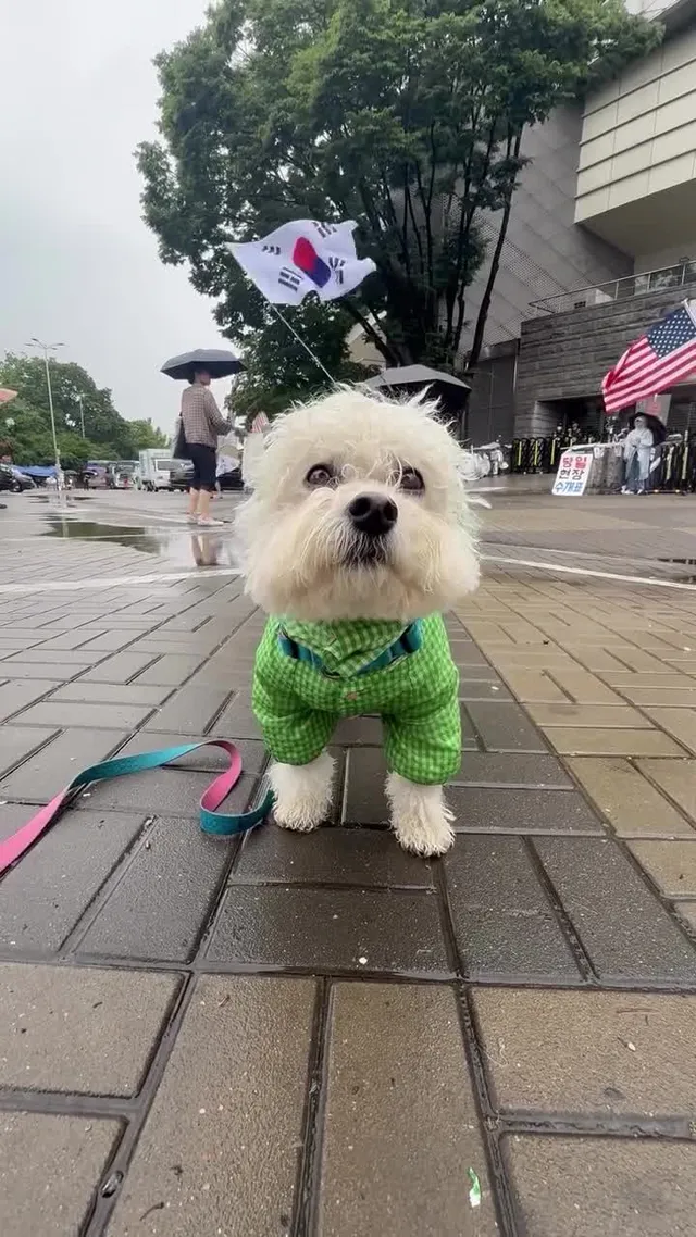 나는 자랑스런 대한민국의 애국 가나디다🇰🇷🐶🔥