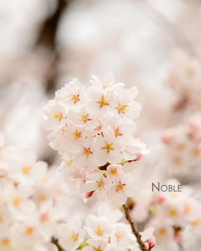 올림픽공원의 연주

Using Nikon D850 with AF-S Nikkor 70-200mm FL ED F2.8

#노블 #noble #ni