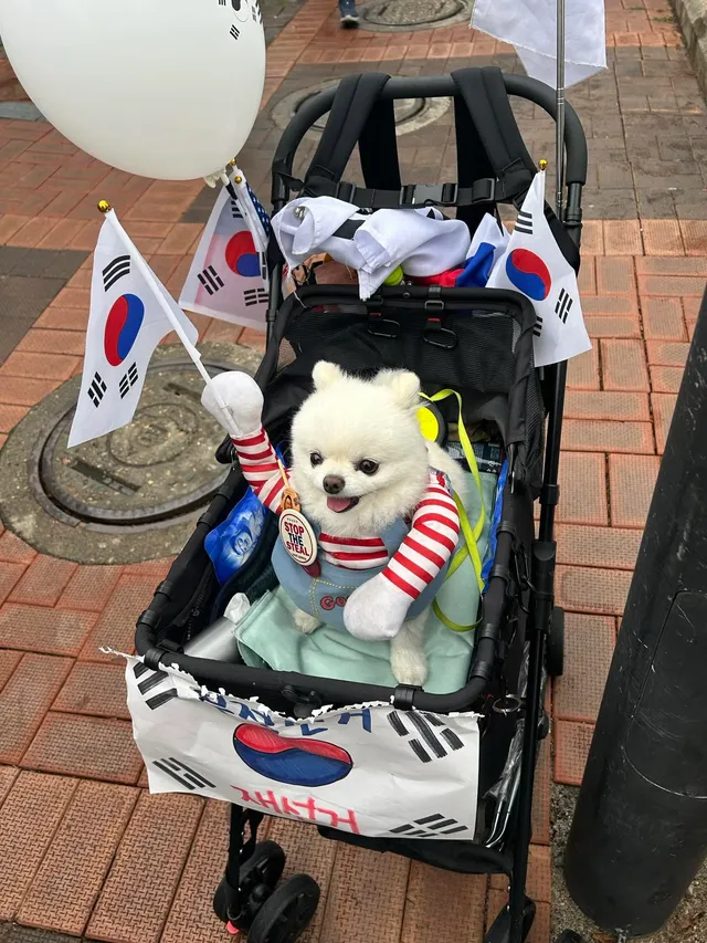 애국 강아뒤~ 뭉치라고 했나용?