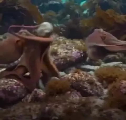 I just learned today that female octopuses throw rocks at dudes who are overly a
