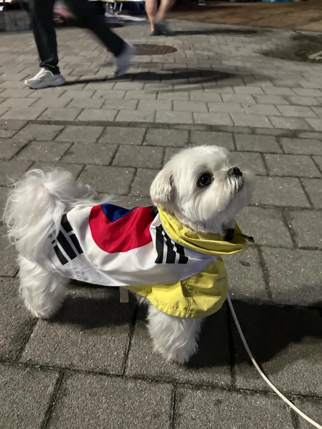 애국 가나디▓🐶
주인분께 허락맡고 찍었어요!!