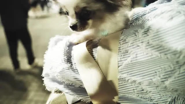 올림픽공원에 참정권 지키러 나온
댕댕이 부대! 🐶🐾

(2026.06.09)