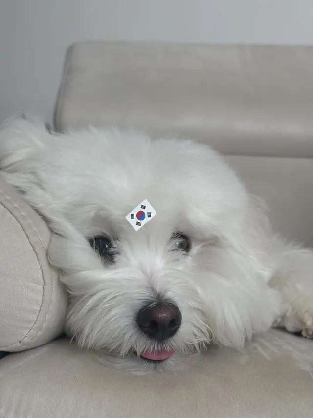 쿠팡 태극기 오면 바로 올공 갈 가나디🇰🇷
기사님 빨리오세여ㅕㅕㅕㅕㅕㅕㅕㅕ