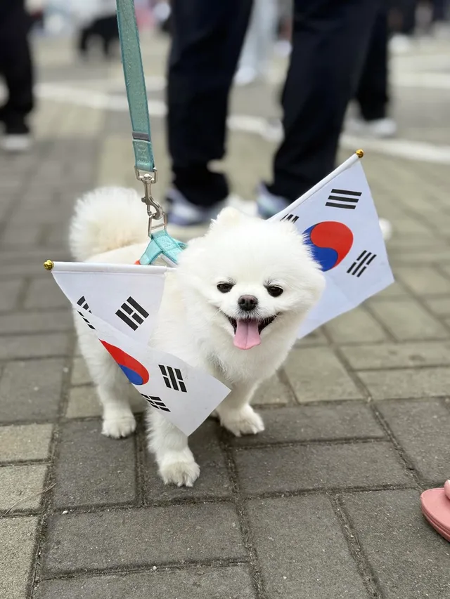 일요일의 애국댕댕이
더워서 아직 많이 못만나봄