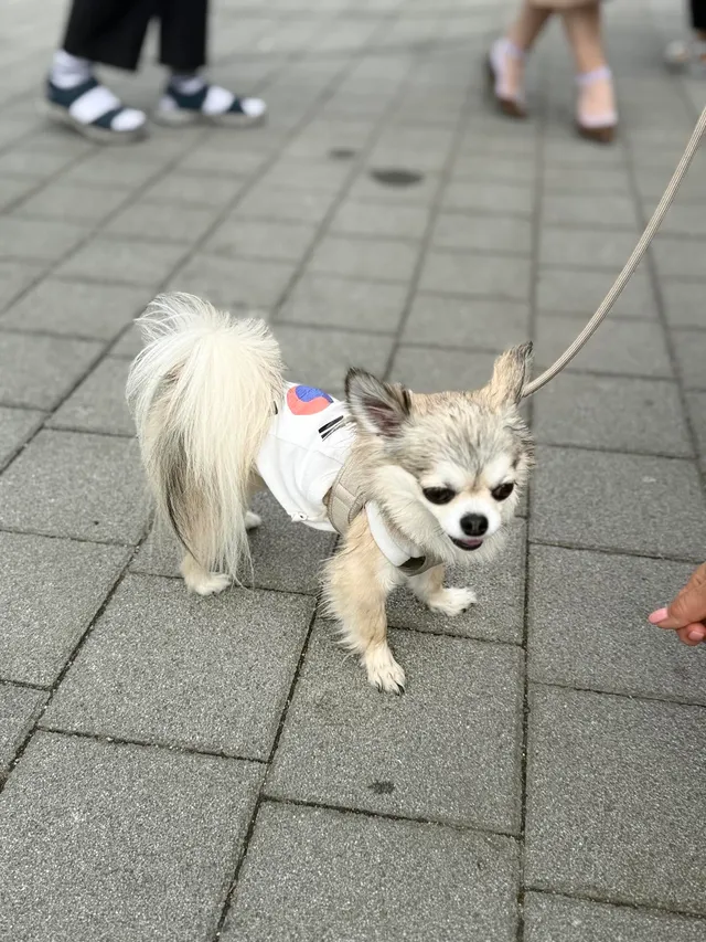 일요일의 애국댕댕이
더워서 아직 많이 못만나봄