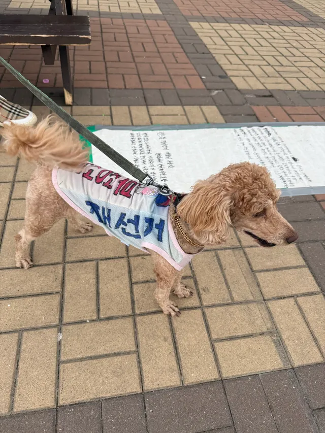 오늘 본 올공 강아지 친구들
이 귀여운 생명체들을 보니 앞으론 개판 대신 선관위판이라고 합시다!!