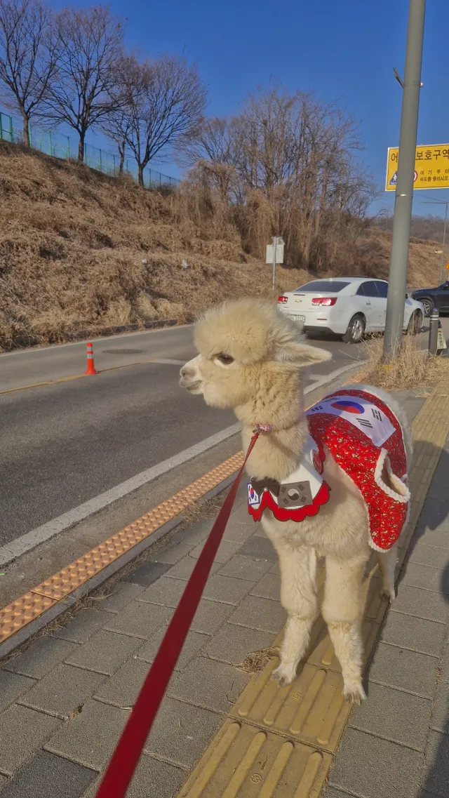 문제: 알파카 처다보고 있는곳은 어디일까요?
당첨다들에는 치타의 뽀뽀를 선물로 드리겠습니다.

올공 곧 도착