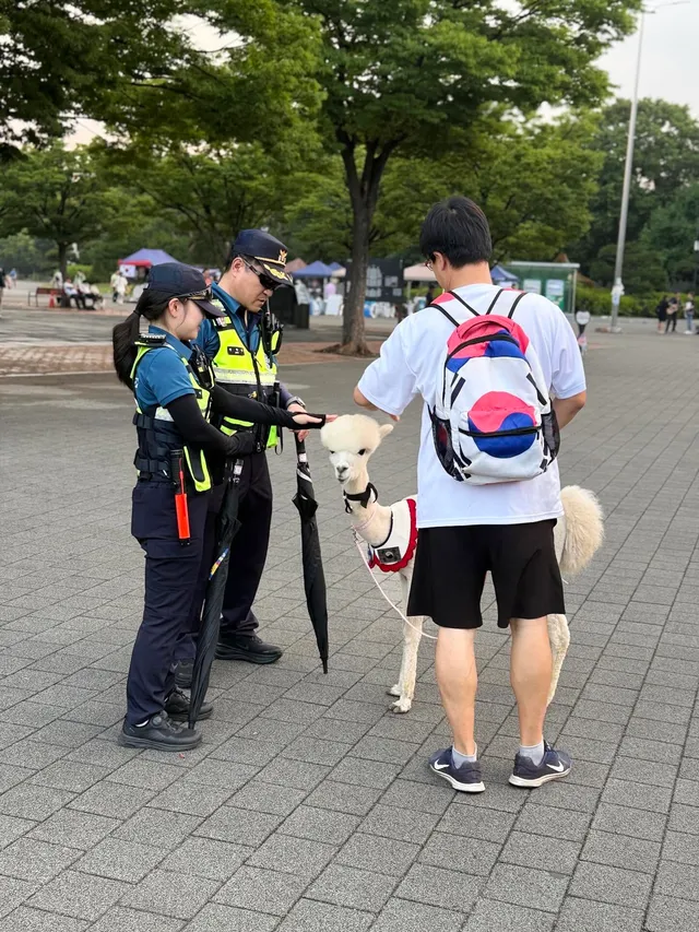 경찰분들도 애국알파카