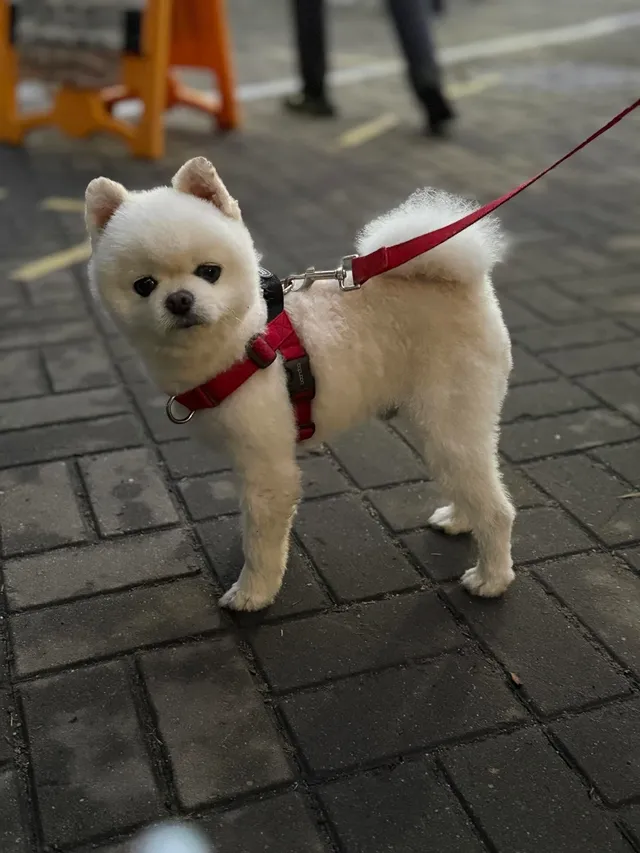 올공 월요일의 비오는데도 나온 애국댕댕이 그리고 애국 알파카