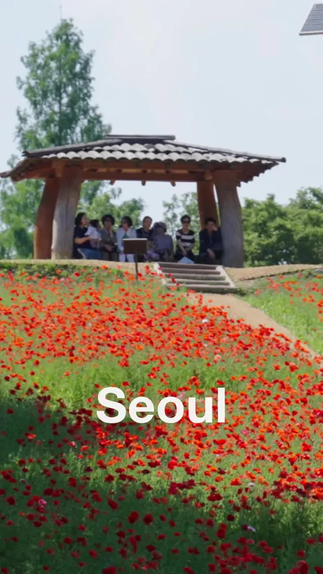 양귀비꽃으로 물든 올림픽공원 들꽃마루 🌺 A Sea of Poppies at Olympic Park Wildflower Garden 📹 Fu