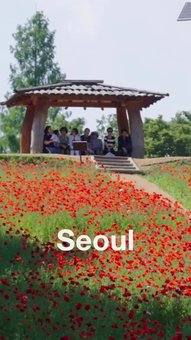 양귀비꽃으로 물든 올림픽공원 들꽃마루 🌺
A Sea of Poppies at Olympic Park Wildflower Garden

📹 F