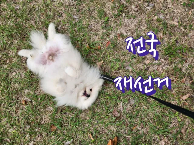 머선웹?

전국 재선거 되면 외쳐줄께

그때까지 다 함께

전국 재선거 외치자