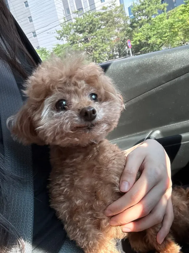 삐삐 외출해유우~